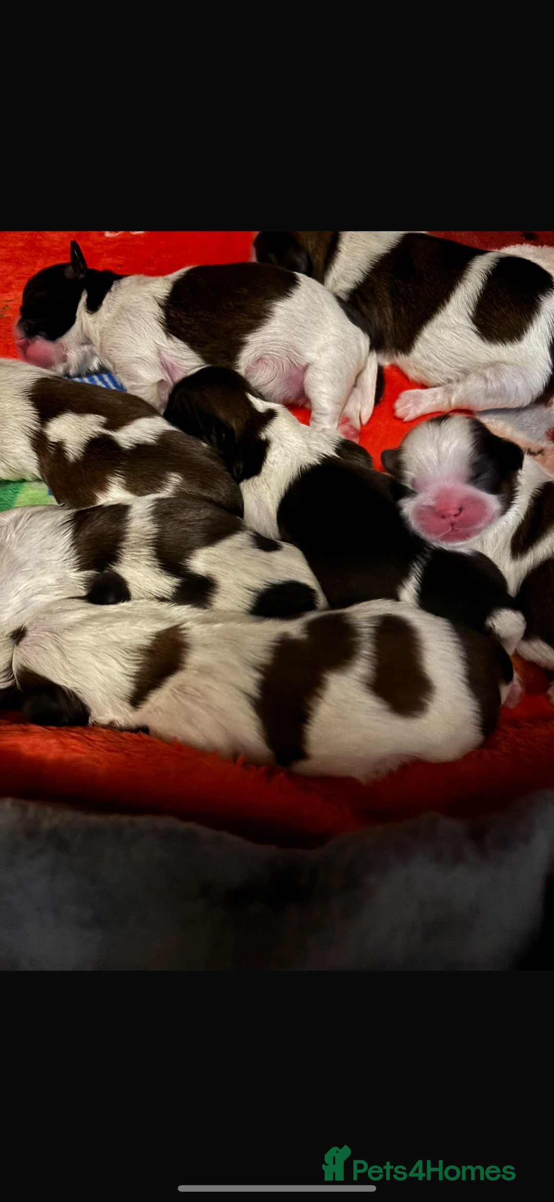 Shih Tzu dogs for sale: Beautiful litter of shih tzu puppies - Image 2