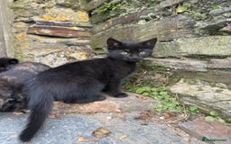 Mixed Breed cats for sale: 6 kittens for sale - Image 10
