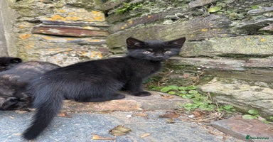 Mixed Breed cats - Advert 8