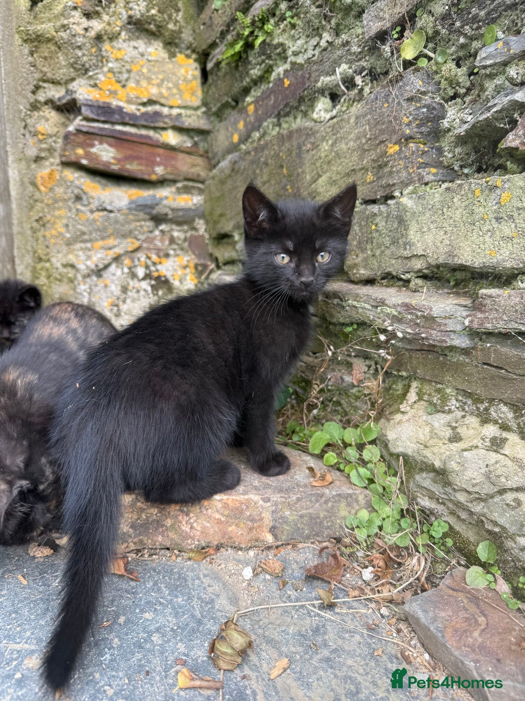 Mixed Breed cats for sale: 6 kittens for sale - Image 10