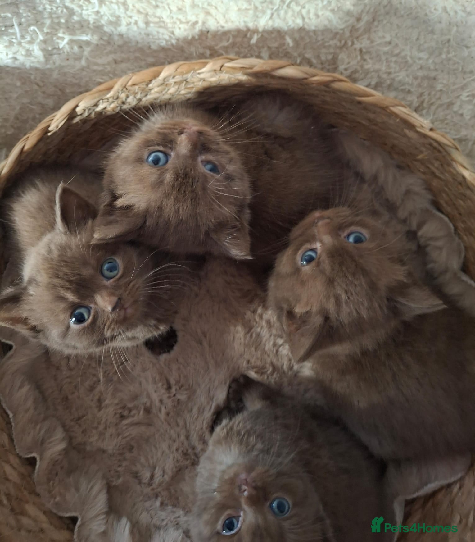 British Shorthair cats TICA Stunning Chocolate British Short Hair Kittens - Advert 3