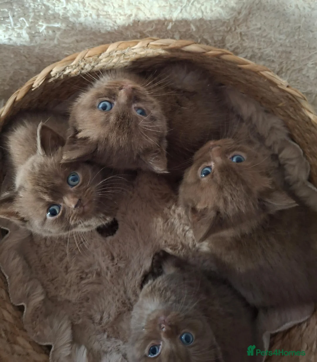 British Shorthair cats for sale: TICA Stunning Chocolate British Short Hair Kittens in Merthyr Tydfil - Advert 1