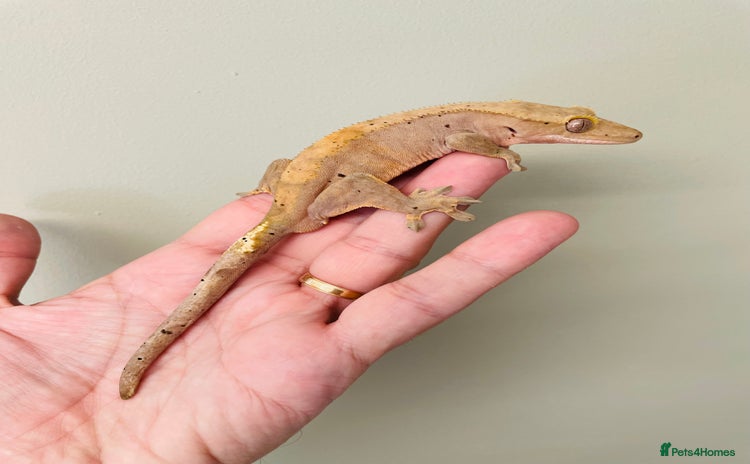 Gecko reptiles - Advert 9