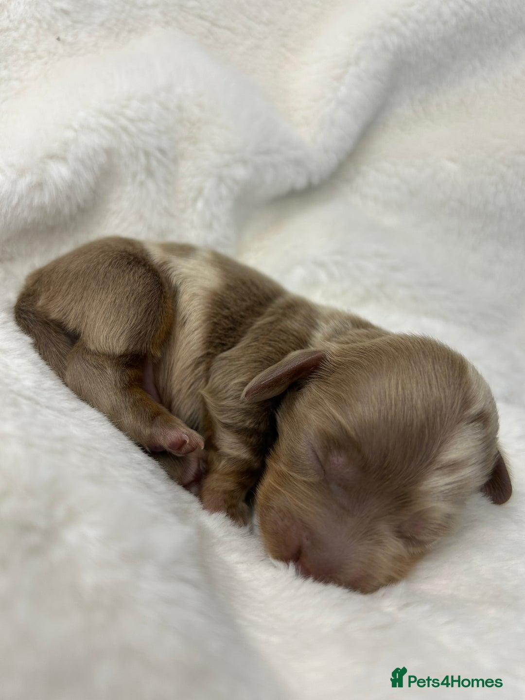Miniature Dachshund dogs for sale: 🤍🐾 Stunning long haired litter 🐾🤍 - Image 13