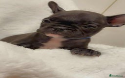 French Bulldog dogs for sale: French puppies  - Advert 5