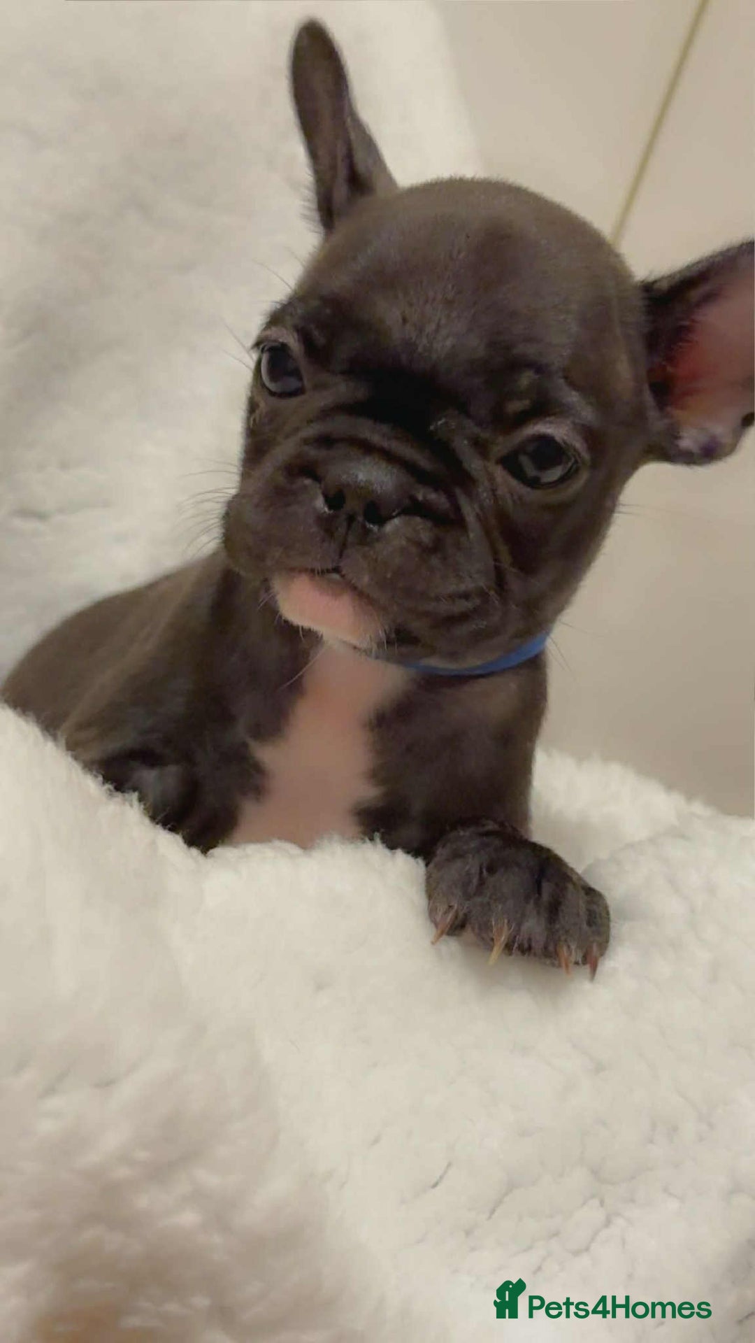 French Bulldog dogs for sale: French puppies  - Advert 5