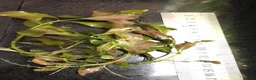 Catfish fish for sale: Aquarium fish, shrimp, and plants. WIDE selection - Advert 3