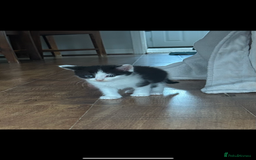 British Shorthair cats for sale: Kittens for sale  - Image 9