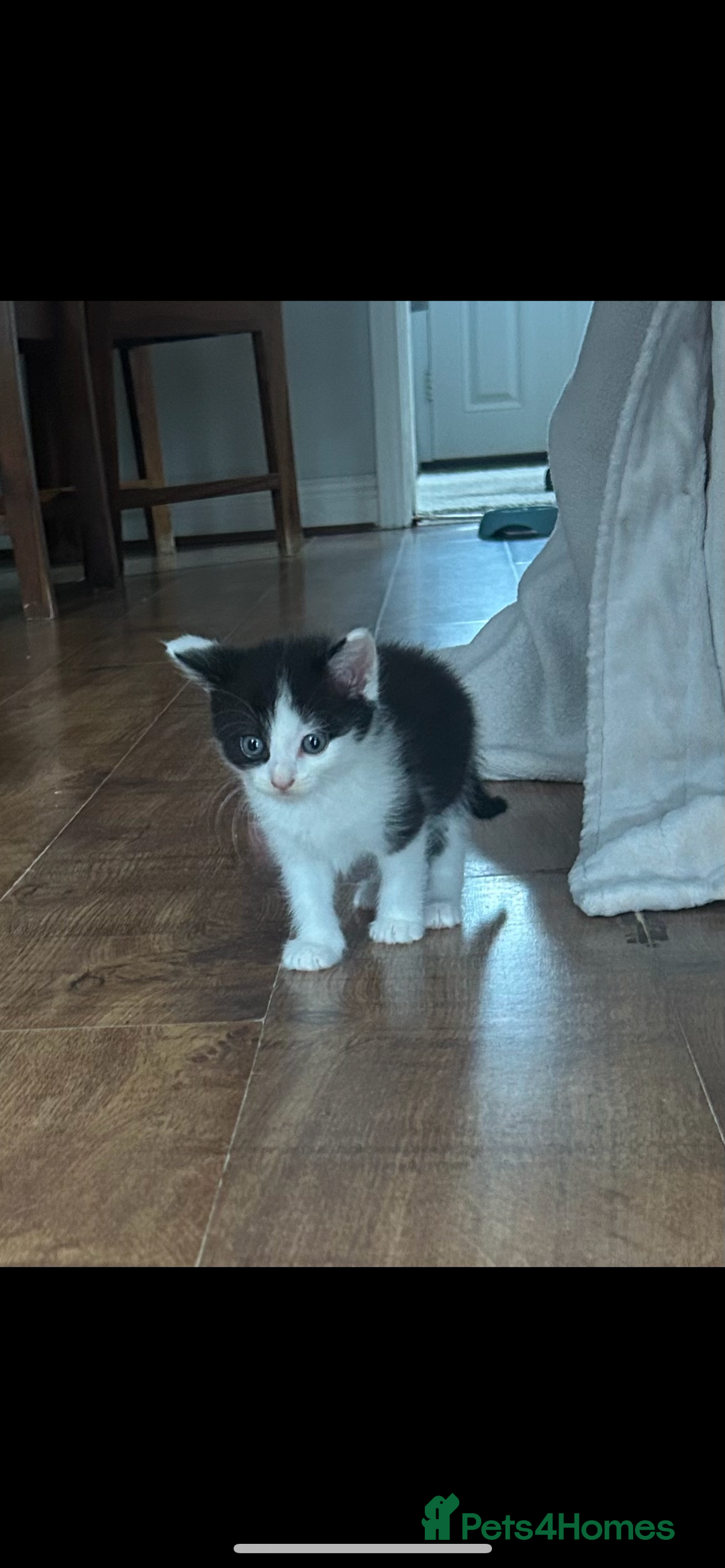 British Shorthair cats for sale: Kittens for sale  - Image 9