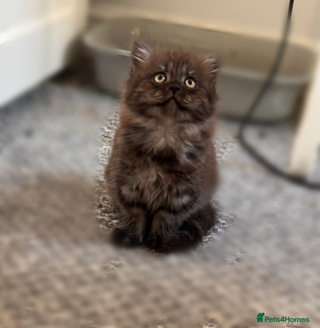 Mixed Breed cats for sale: 3 kittens left  - Image 10