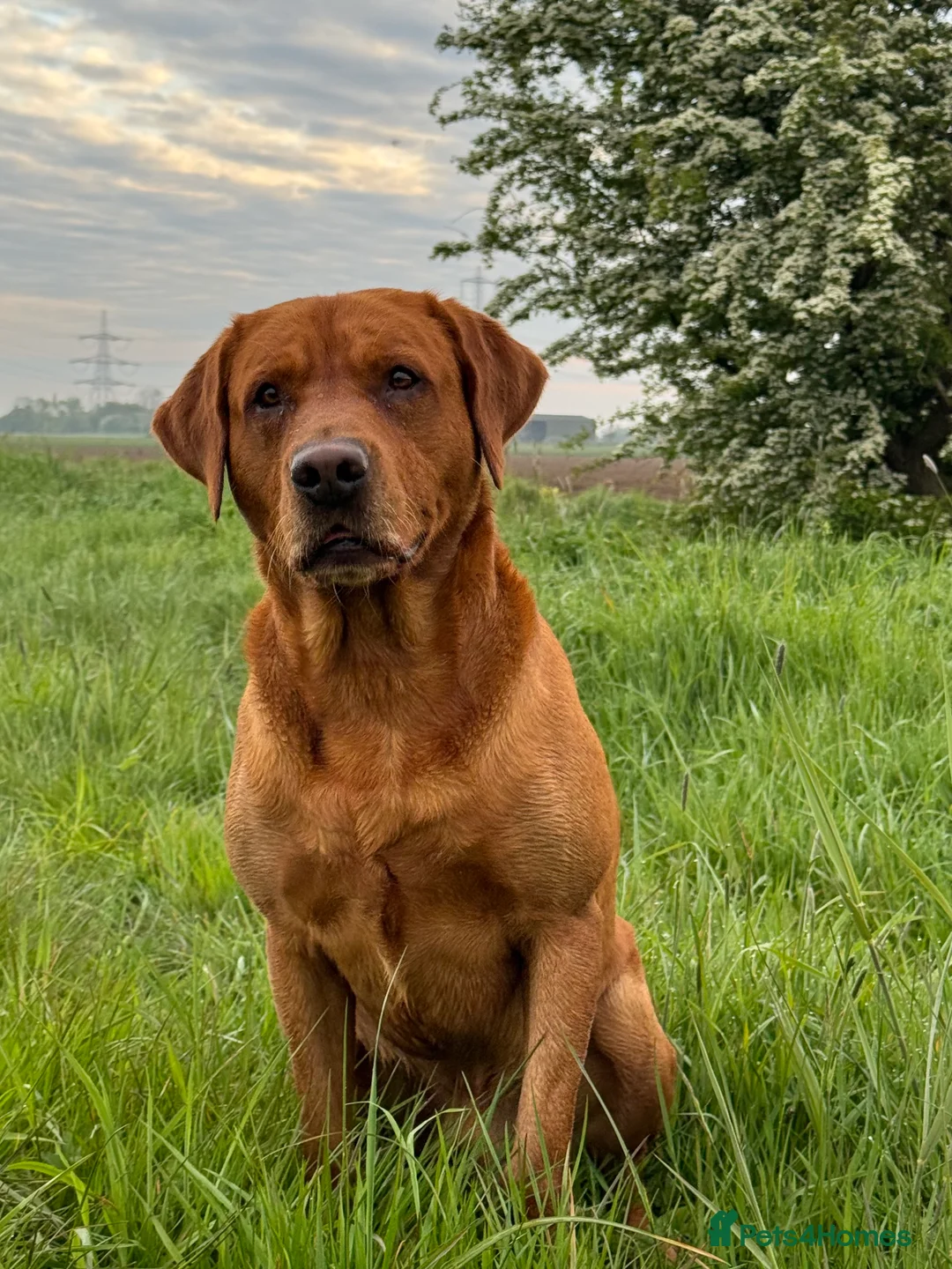 Labrador Retriever dogs for stud: PROVEN & FULLY HEALTH TESTED KC Dark Fox Red Stud  in York - Advert 21