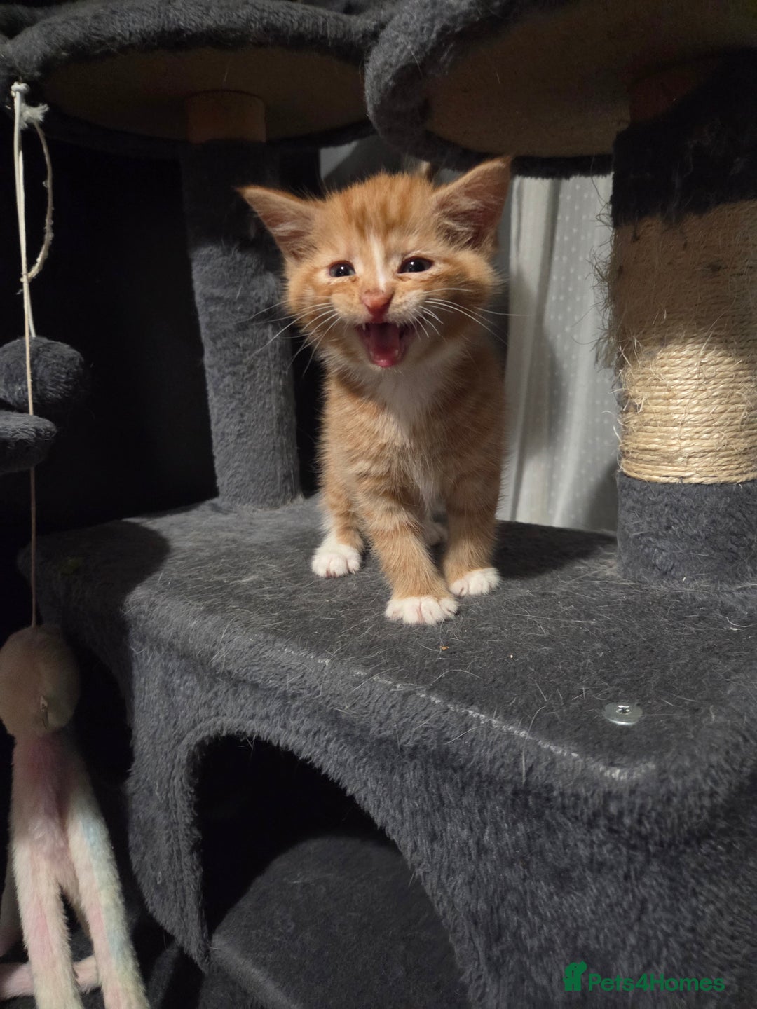 Mixed Breed cats for sale: 3 Gorgeous Male Kittens Looking for Forever Homes - Advert 20