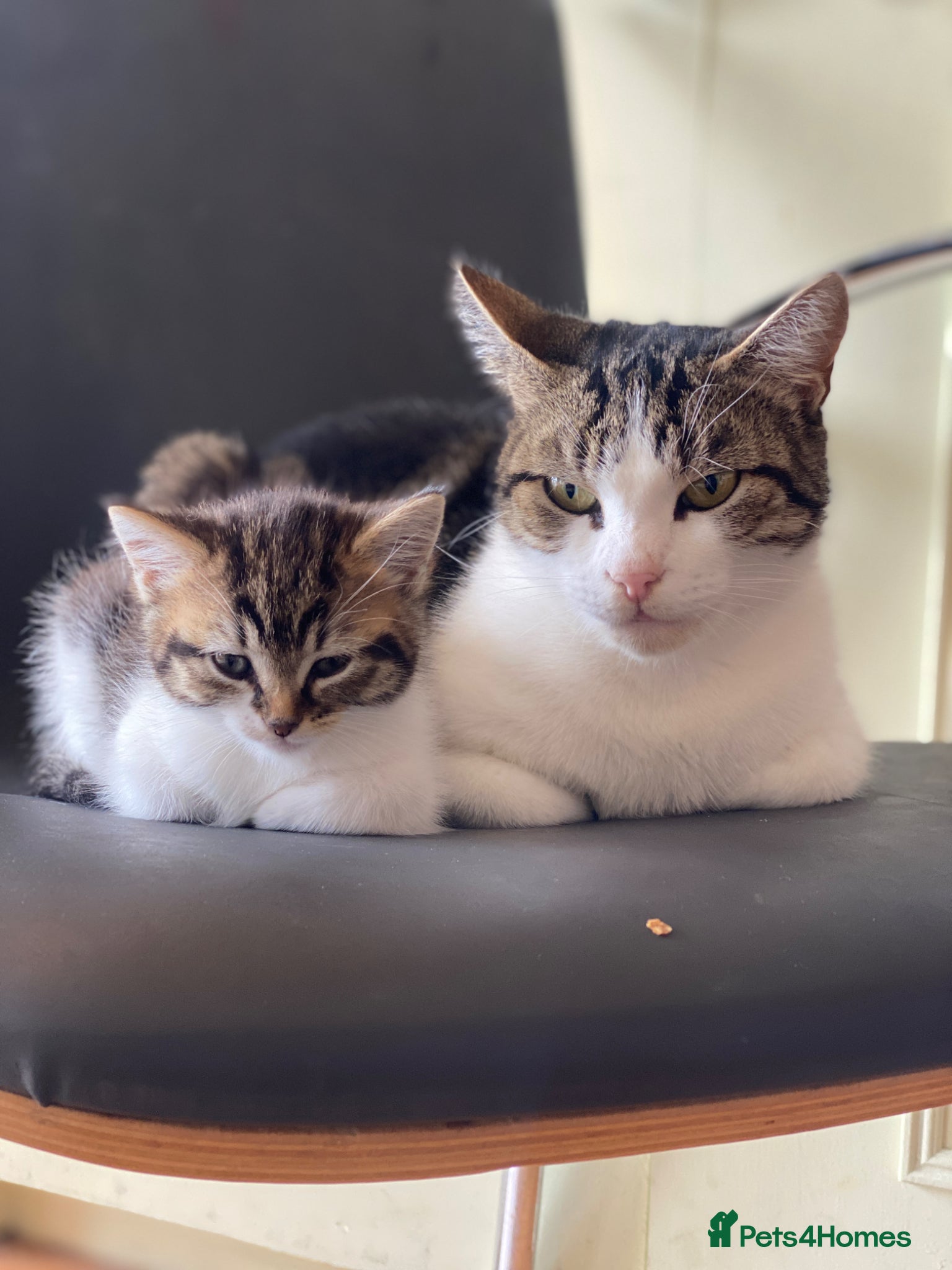 Mixed Breed cats 1 female kitten left for sale portsmouth - Advert 1