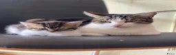 Mixed Breed cats for sale: 1 female kitten left for sale portsmouth - Advert 1