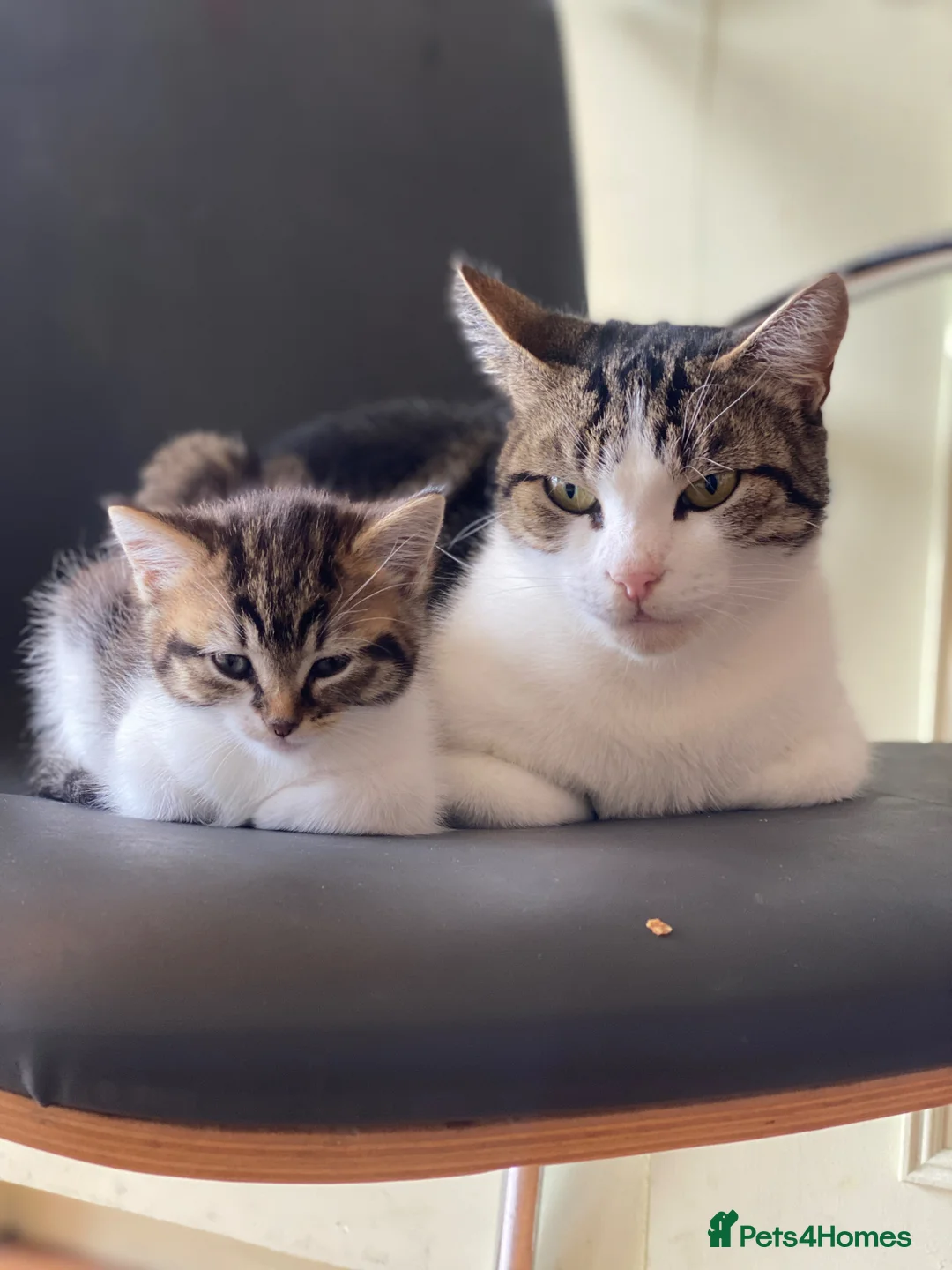 Mixed Breed cats for sale: 1 female kitten left for sale portsmouth - Advert 1