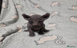 Sphynx cats for sale: From odd eyes father elf shpynx tica pedigree.  - Image 9