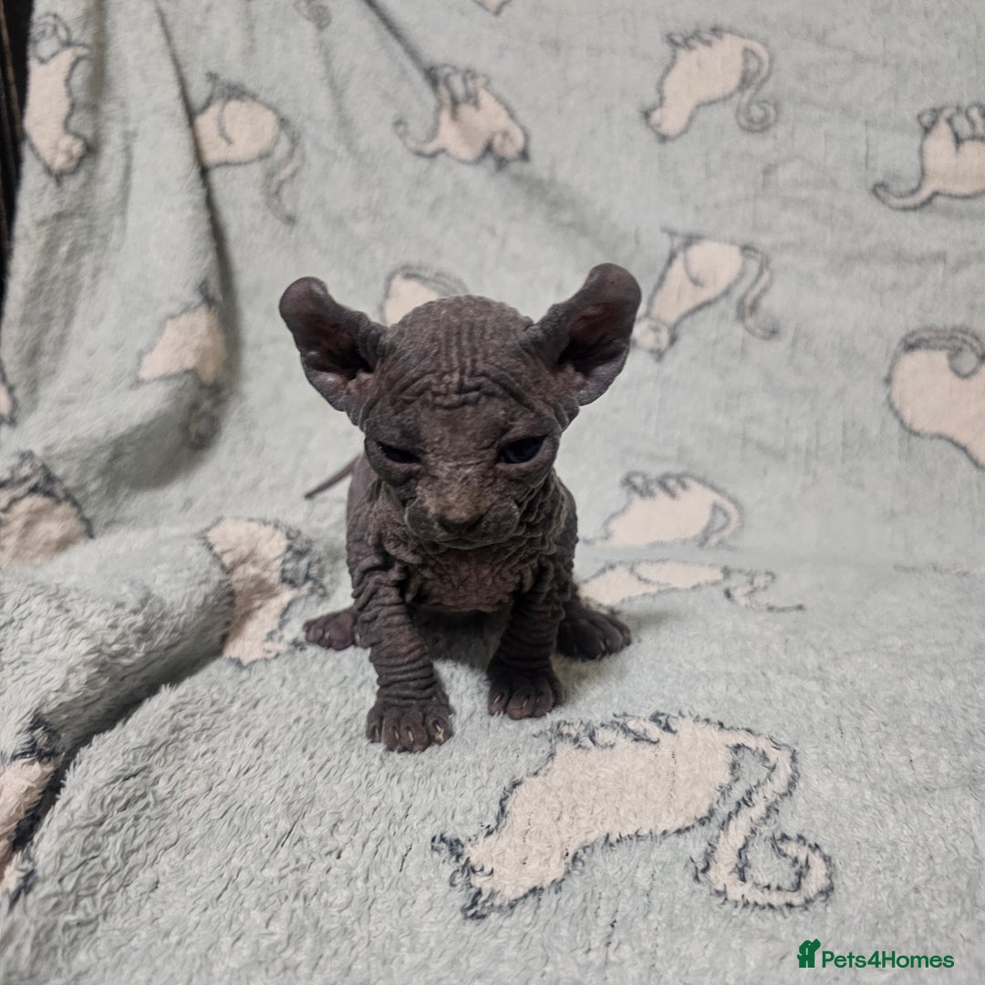 Sphynx cats for sale: From odd eyes father elf shpynx tica pedigree.  - Image 9