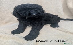 Poodle dogs for sale: Moyen Poodles - Image 6