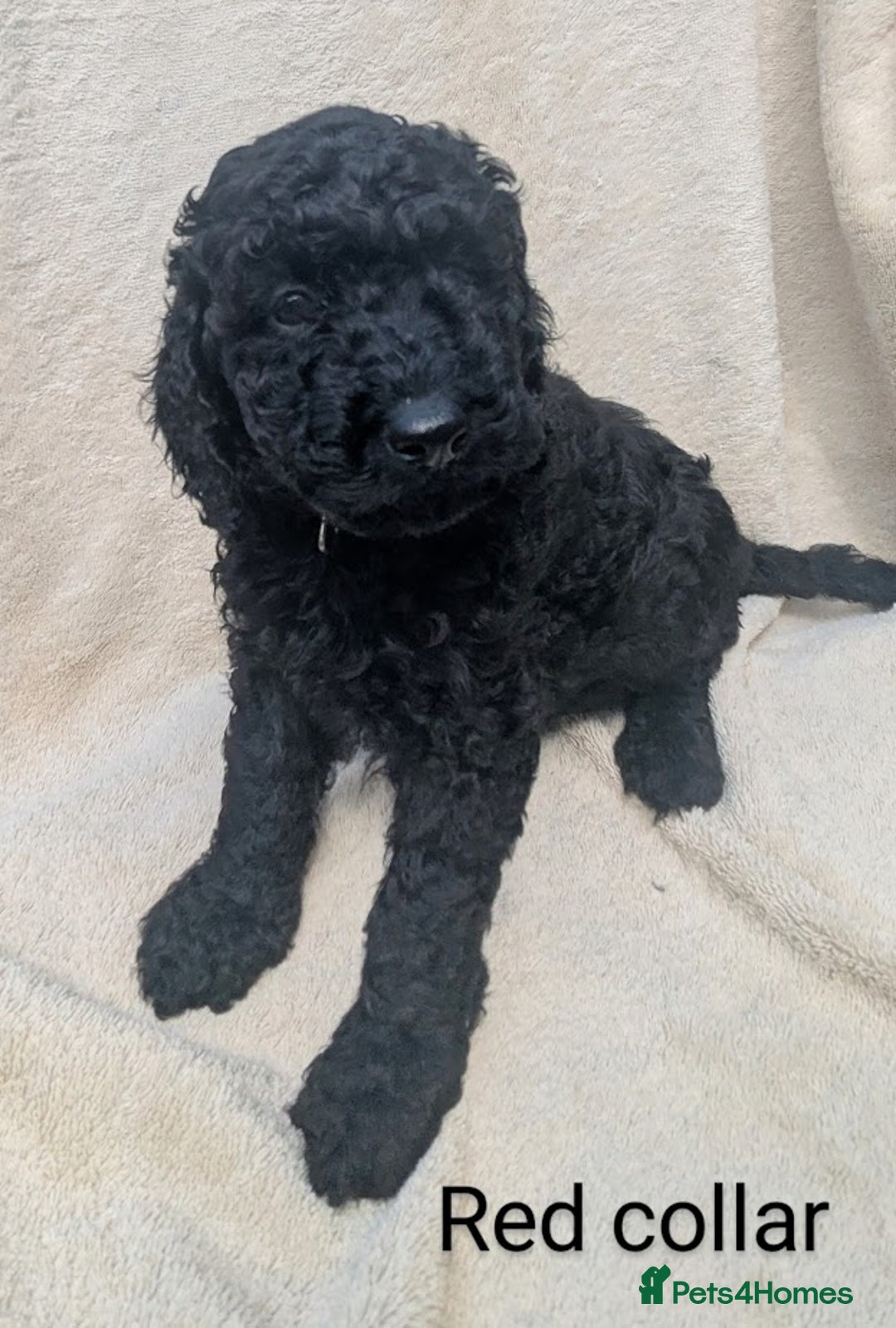 Poodle dogs for sale: Moyen Poodles - Image 6