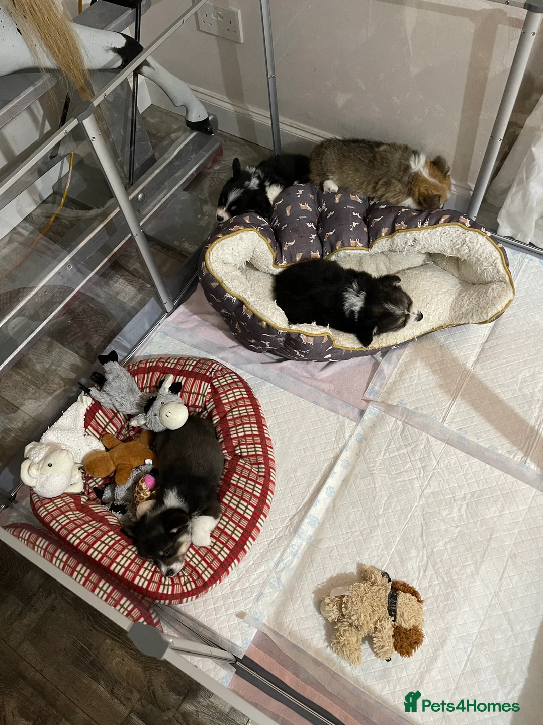 Welsh Corgi Pembroke dogs for stud: TOP QUALITY PROVEN !!! KC Pembroke Corgi for stud in Rugby - Advert 19