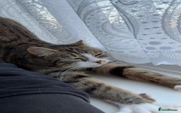 Domestic Shorthair cats for sale: Ready for her forever home  - Image 6