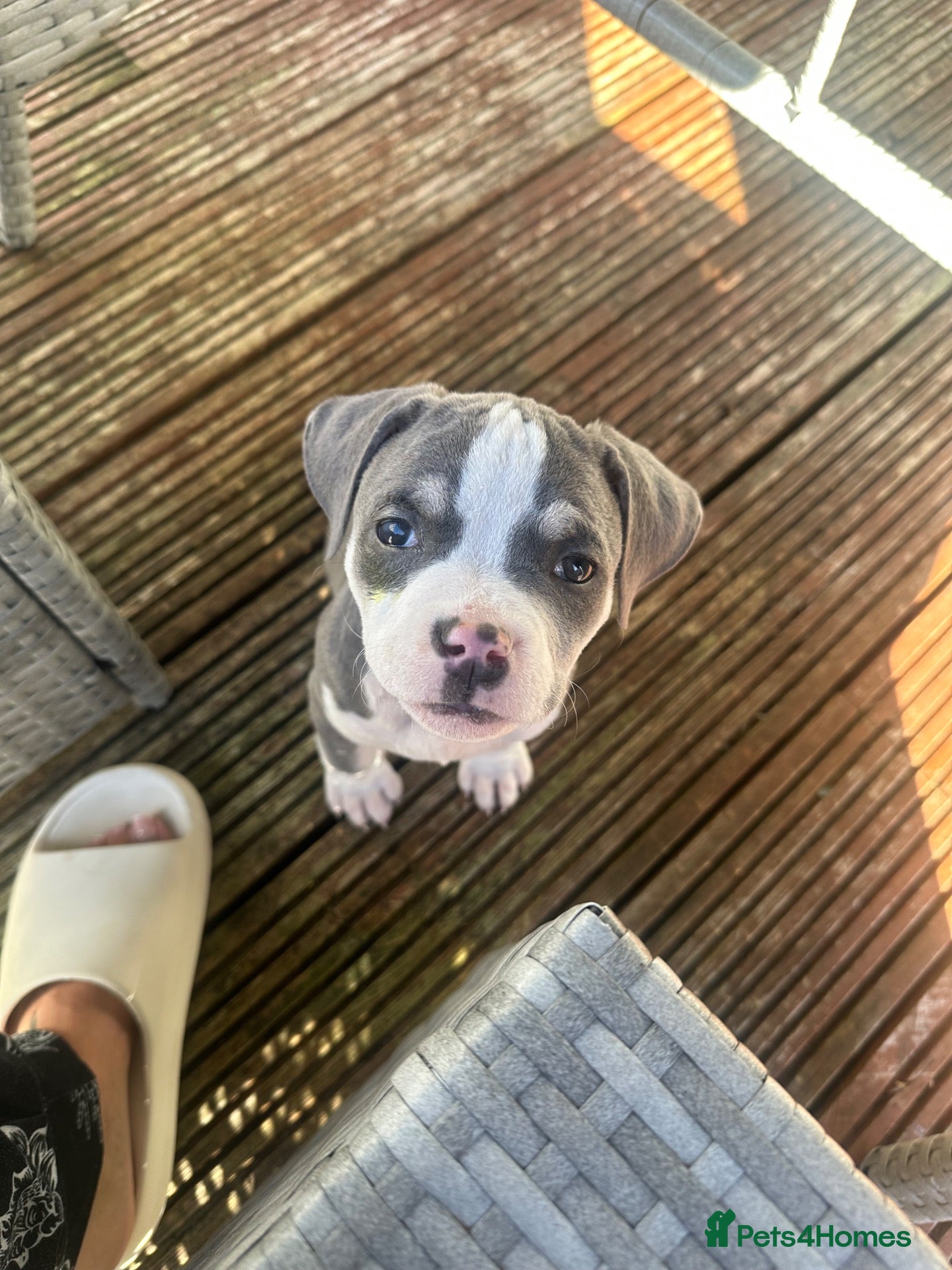 Mixed Breed dogs Female Staffy Puppy  - Advert 4