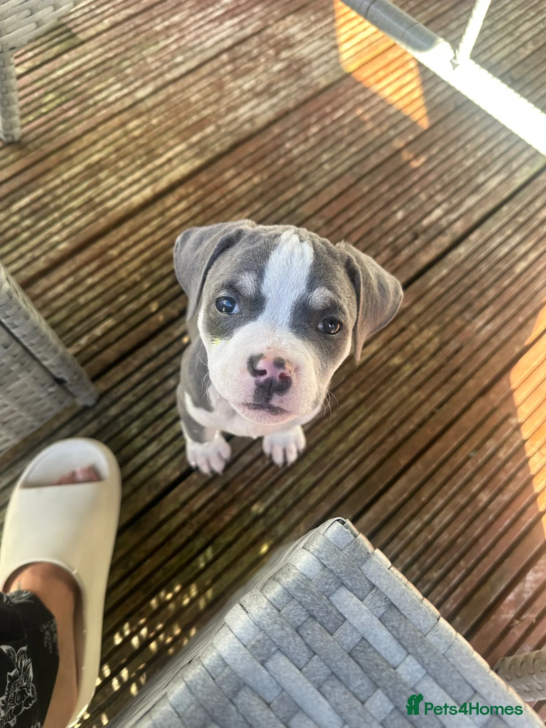 Mixed Breed dogs for sale: Female Staffy Puppy  - Advert 1