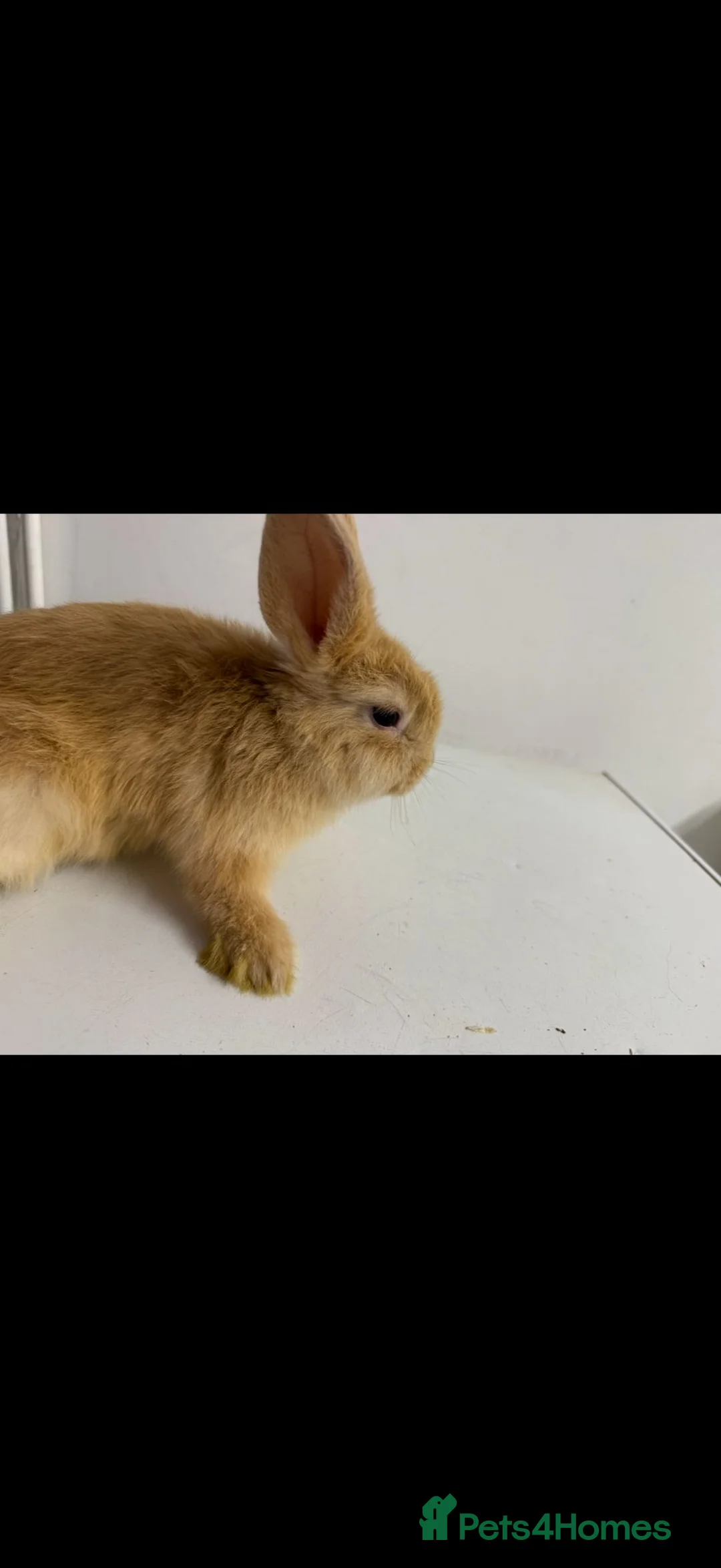 Mixed Breed rabbits for sale: baby rabbits  - Advert 2