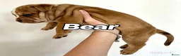 Mixed Breed dogs for sale: Exotic bullies - English bulldog x American bully - Advert 17