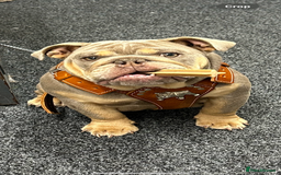 Mixed Breed dogs for sale: English bulldog  - Image 1