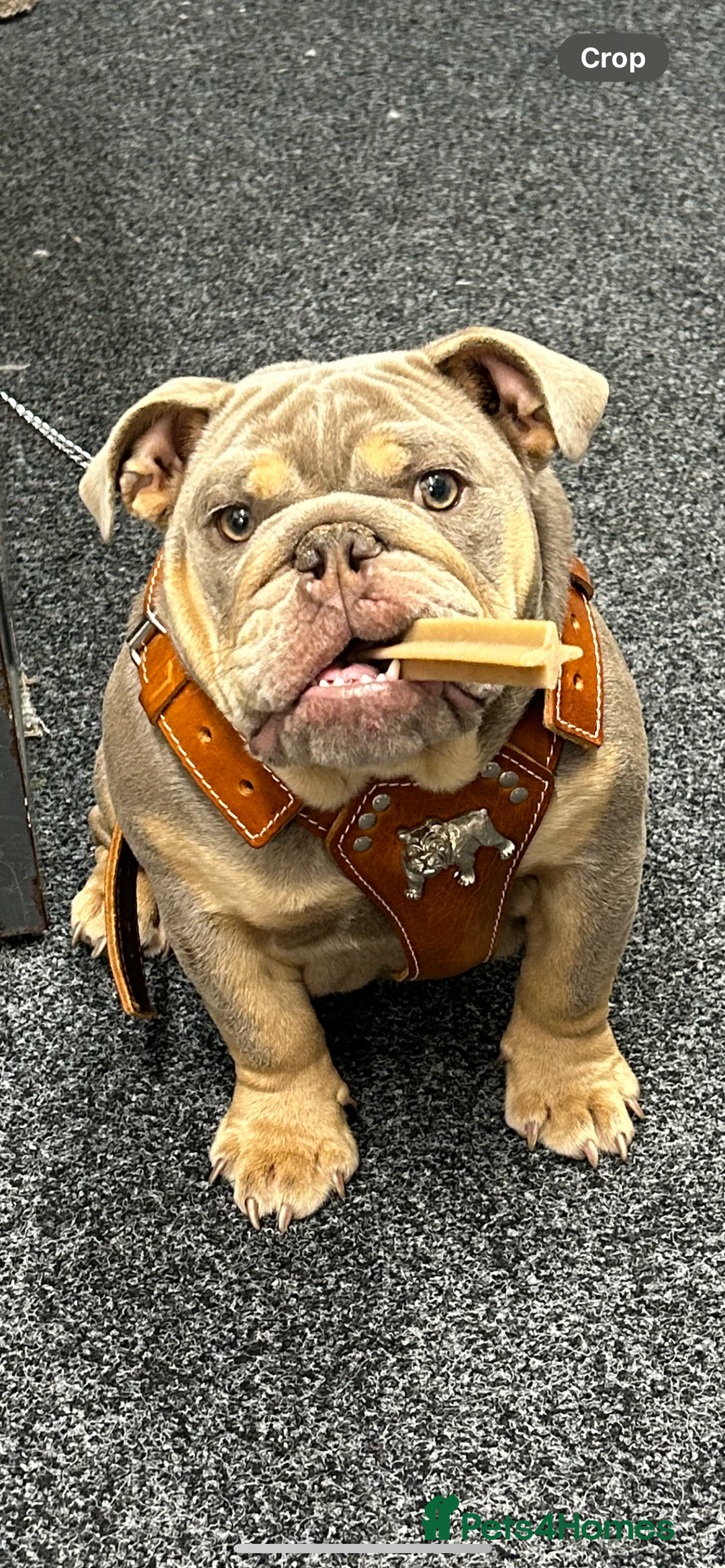 Mixed Breed dogs for sale: English bulldog  - Image 1