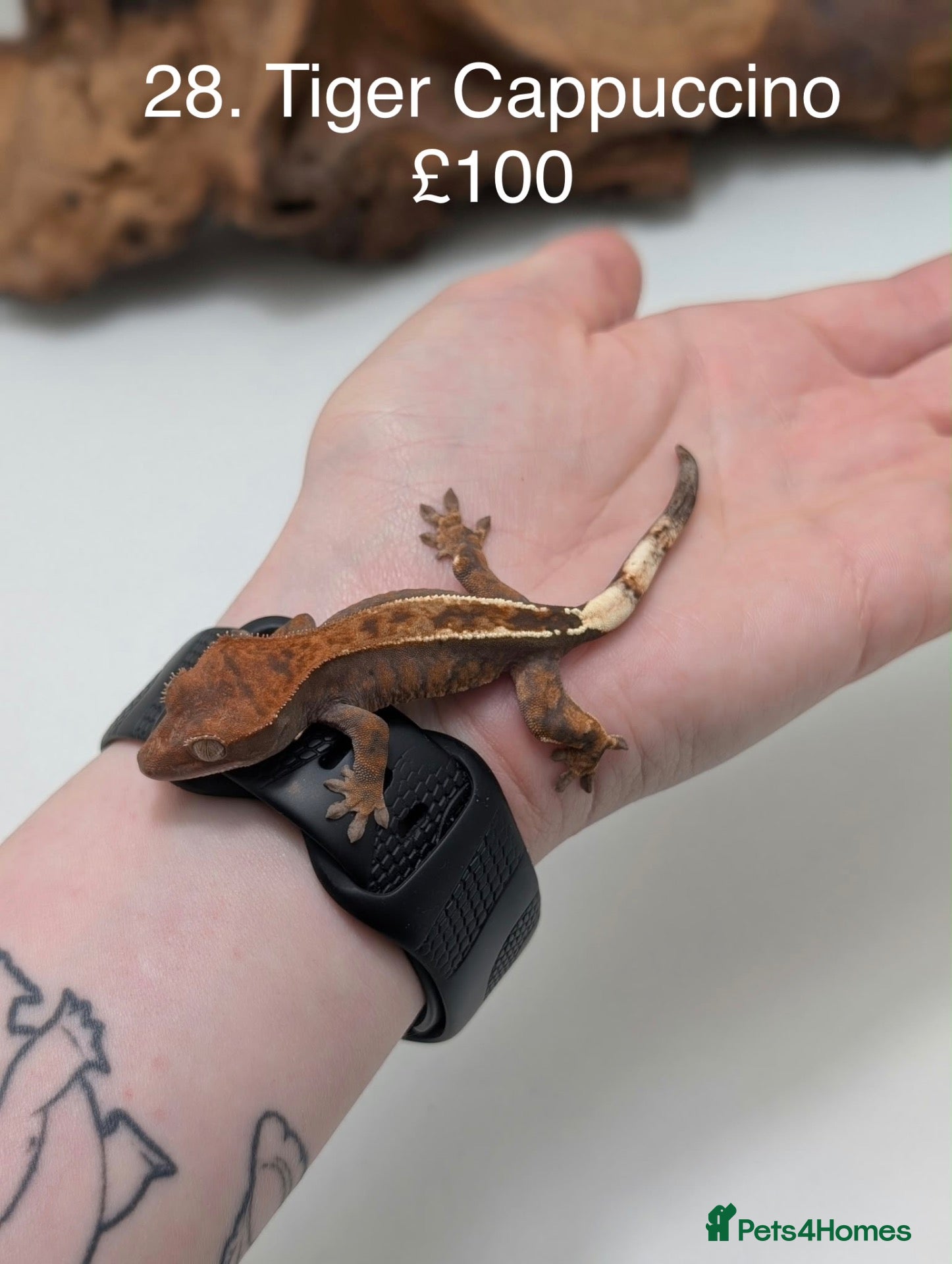 Gecko reptiles Stunning Mixed Morph Crested Gecko Babies! - Advert 1