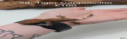 Gecko reptiles for sale: Stunning Mixed Morph Crested Gecko Babies! - Advert 1