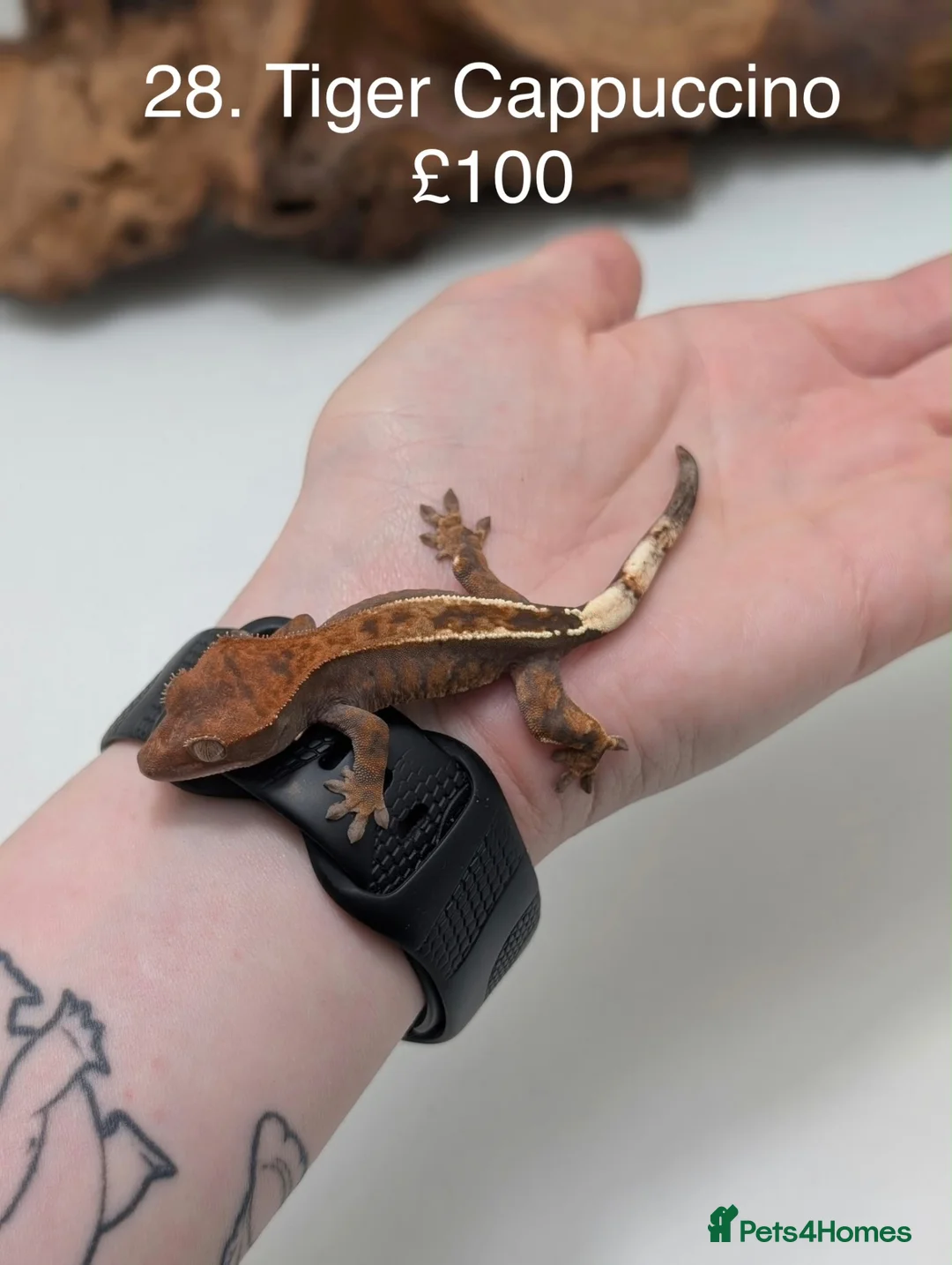 Gecko reptiles for sale: Stunning Mixed Morph Crested Gecko Babies! - Advert 1