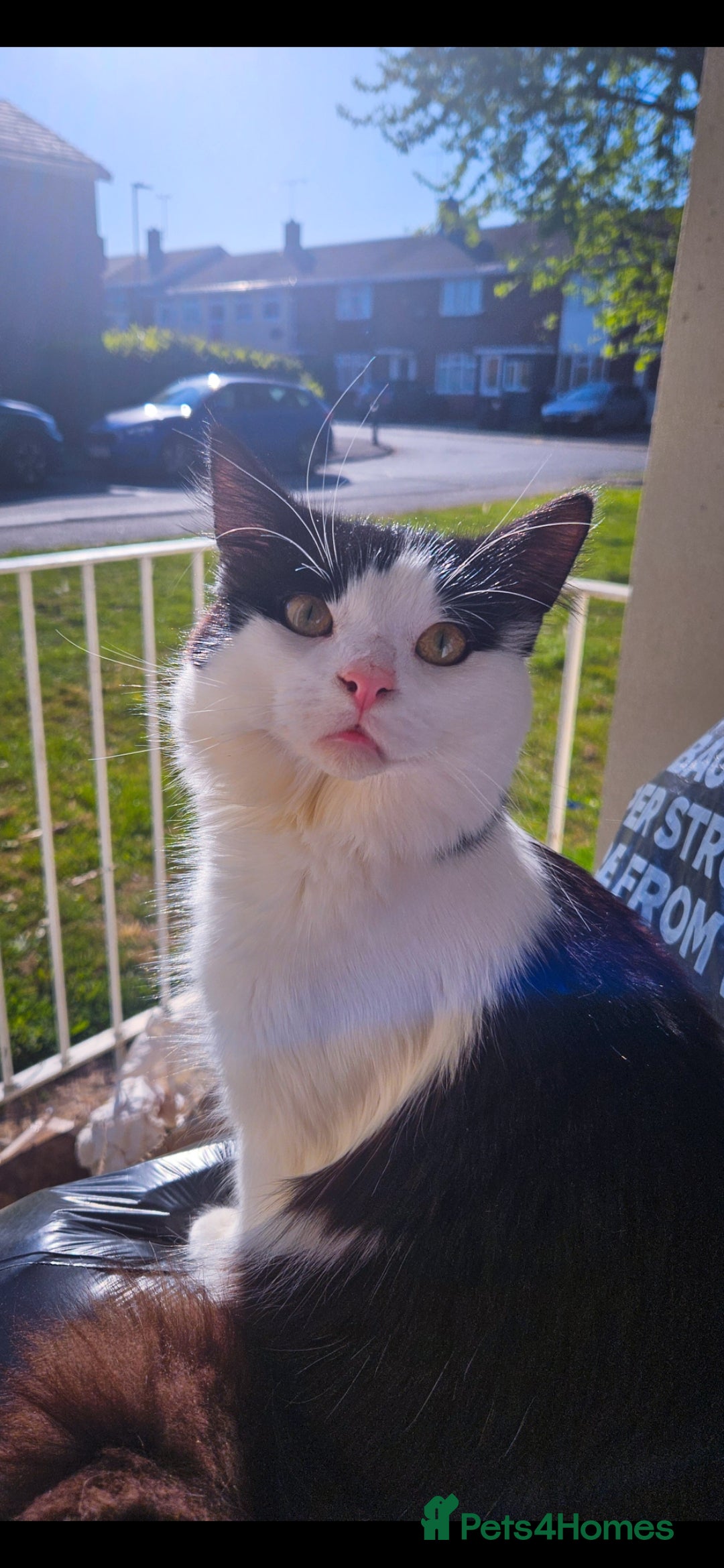 Mixed Breed cats for sale: mixed babies for sale  - Advert 7