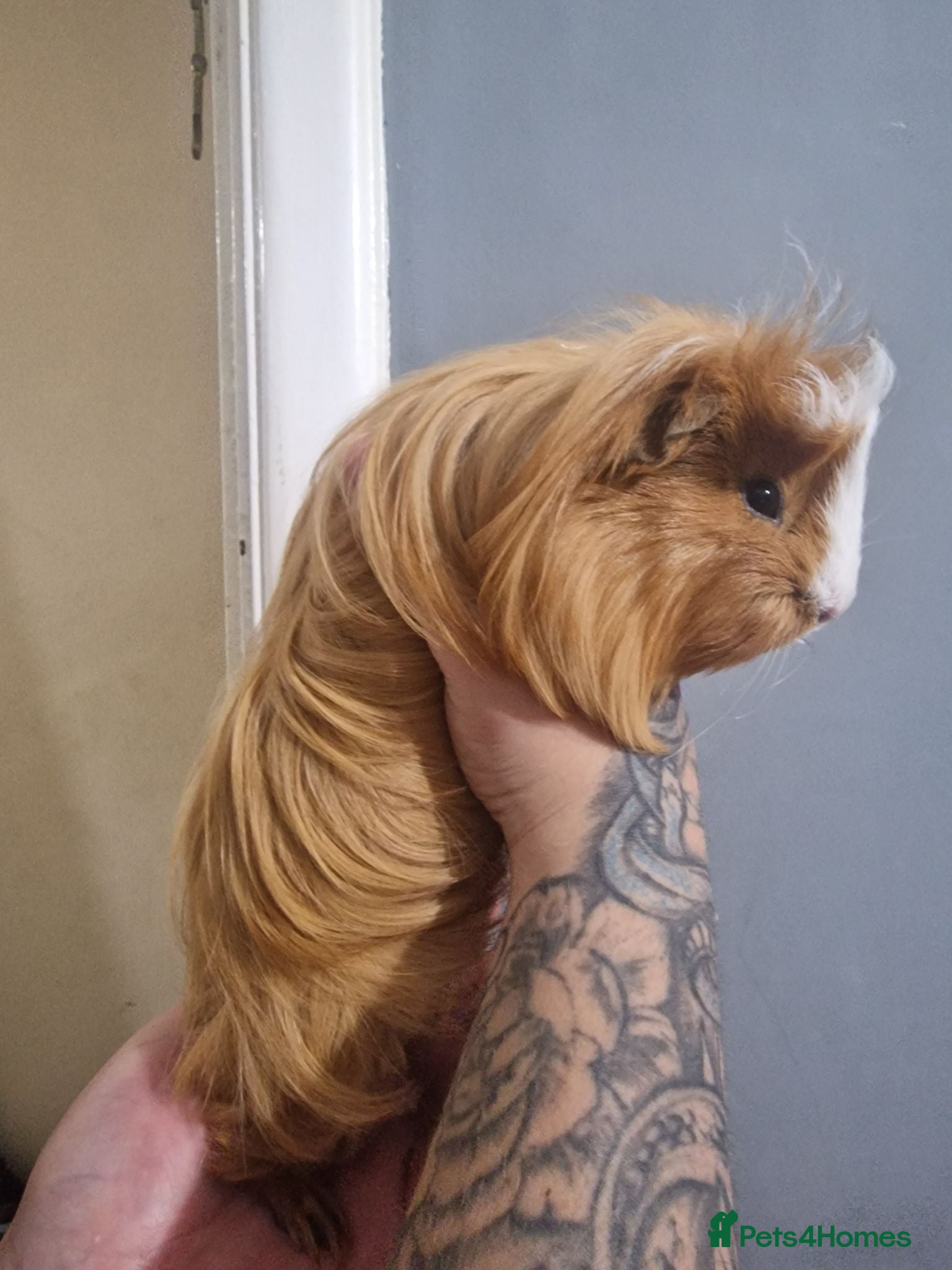 Guinea Pig rodents 12 week old shelties - Advert 3
