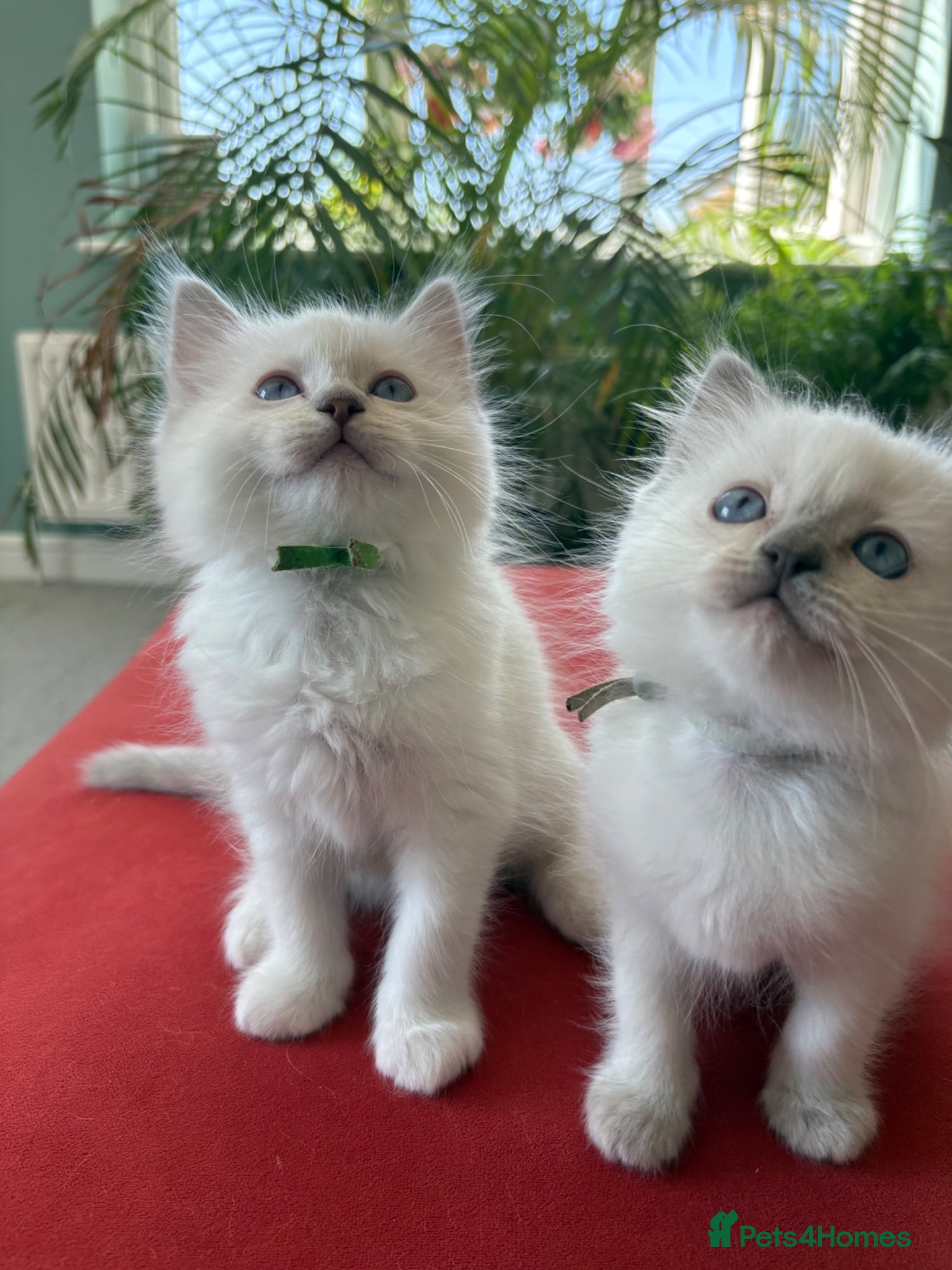 Ragdoll cats Rare Lilac Grand Champion Excellent Pedigree  - Advert 1