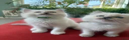 Ragdoll cats for sale: Rare Lilac Grand Champion Excellent Pedigree  - Advert 1