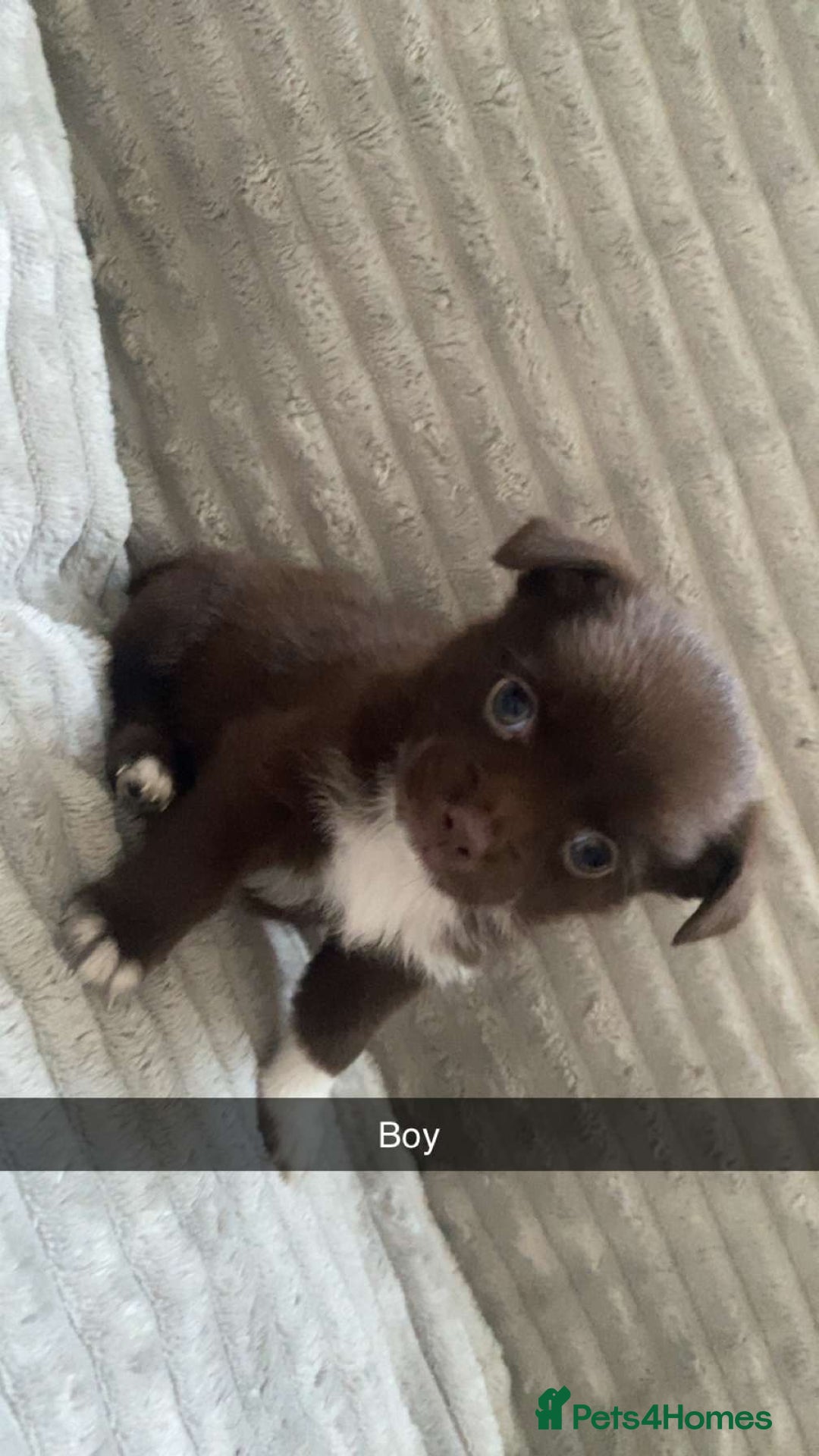 Mixed Breed dogs for sale: Beautiful chi-jack puppies🐕ready to leave🐕 - Image 2