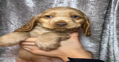 Cocker Spaniel dogs - Advert 14