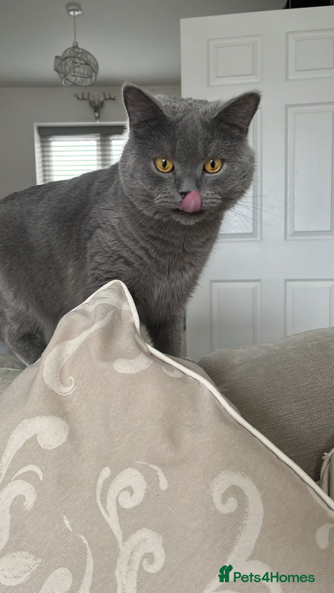 British Shorthair cats for sale: ♥️ Fun Loving British Shorthair Kittens♥️ - Image 31