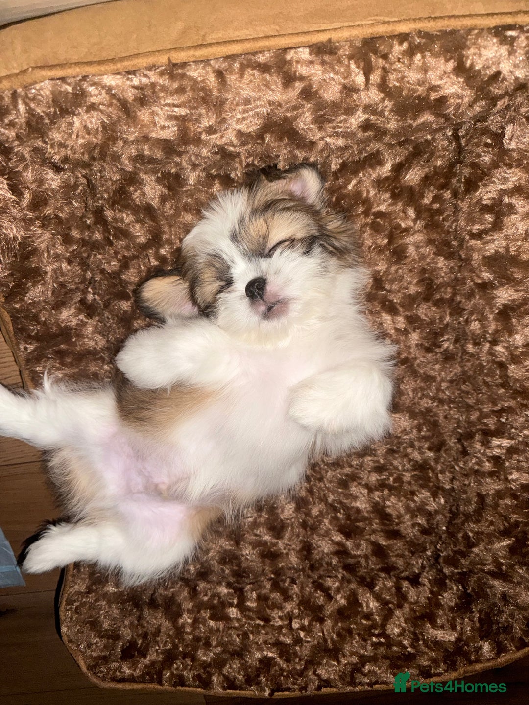 Shih Tzu dogs for sale: Beautiful Shih Tzu puppy for sale  - Advert 2