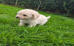 Toy Poodle dogs for sale: *READY NOW* Stunning KC TINY toy poodle puppies - Image 3