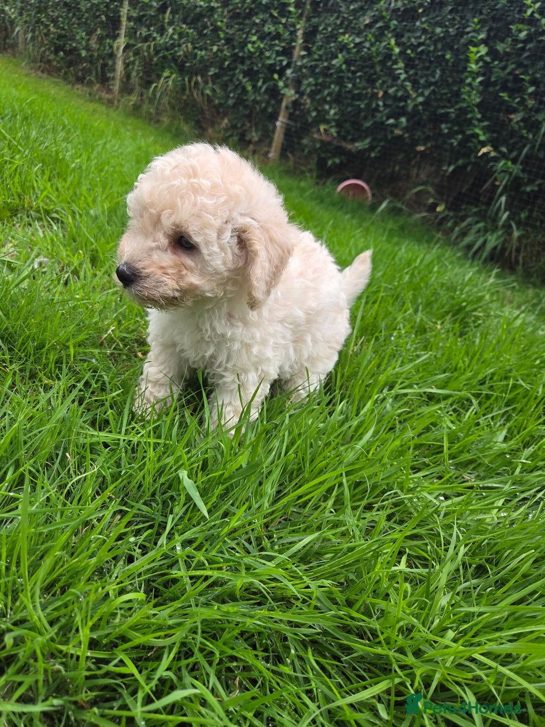 Toy Poodle dogs for sale: *READY NOW* Stunning KC TINY toy poodle puppies - Image 3