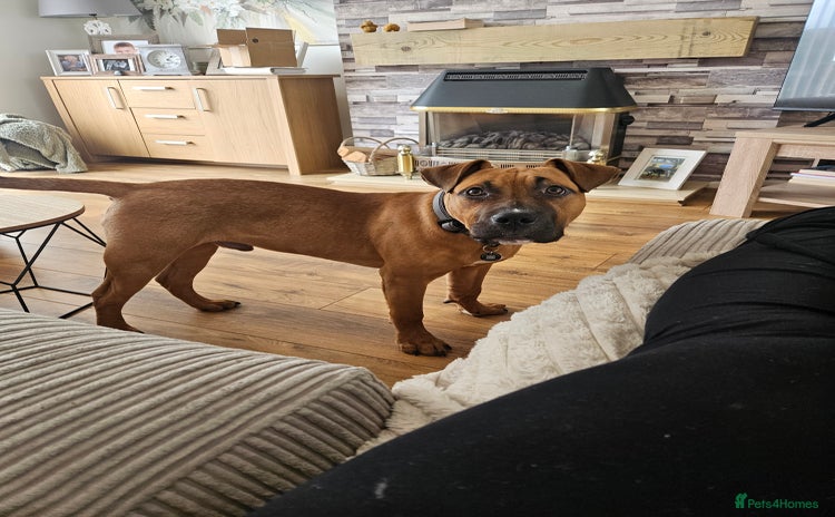 Mixed Breed dogs - Advert 1