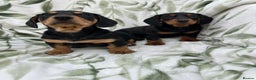 Dachshund dogs for sale: 2 Beautiful dachshunds left!!! - Advert 13