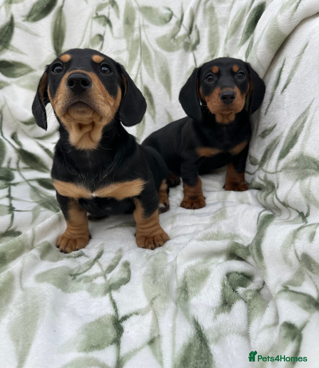 Dachshund dogs for sale: 2 Beautiful dachshunds left!!! - Advert 13