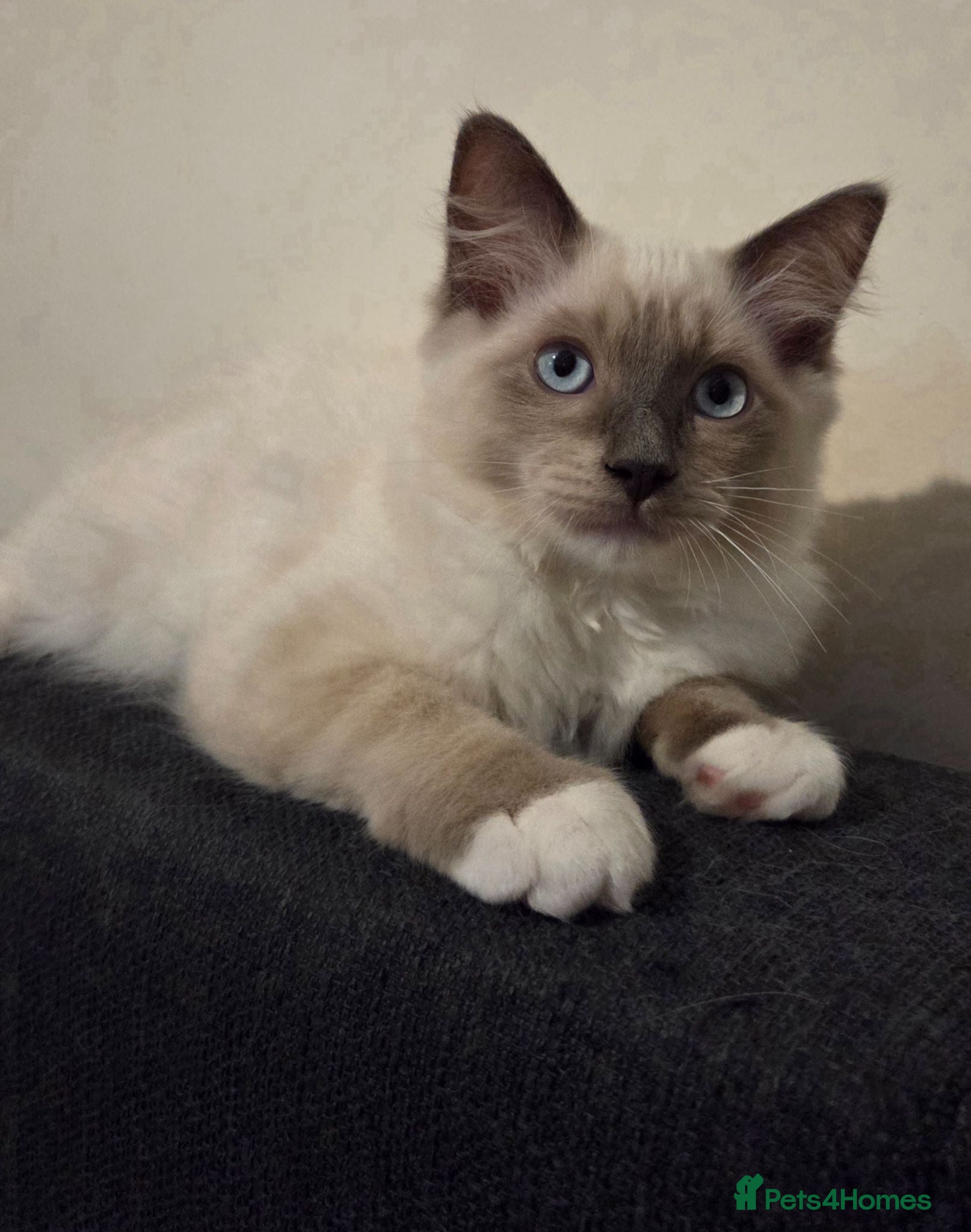 Ragdoll cats 🐾 Ragdoll Kittens Ready now !  - Advert 14