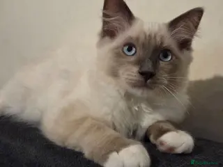 Ragdoll cats 🐾 Ragdoll Kittens Ready now ! - Advert 14