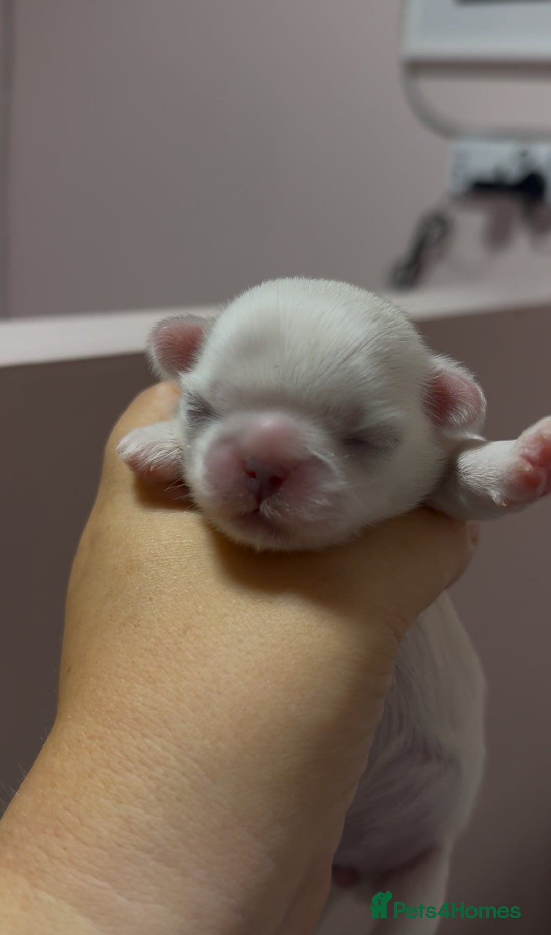 Shih Tzu dogs for sale: Beautiful litter of Imperial shih tzu’s  - Image 5